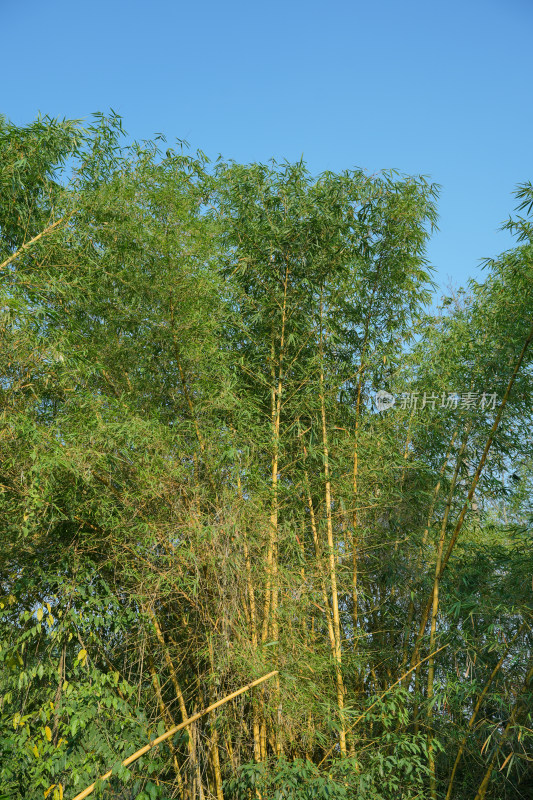 晴朗的蓝天下的竹林
