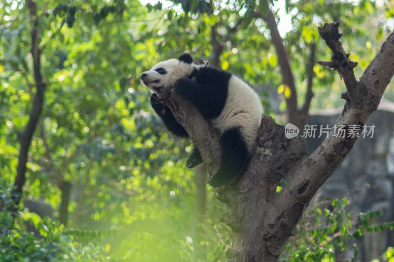 树林里的大熊猫晒太阳