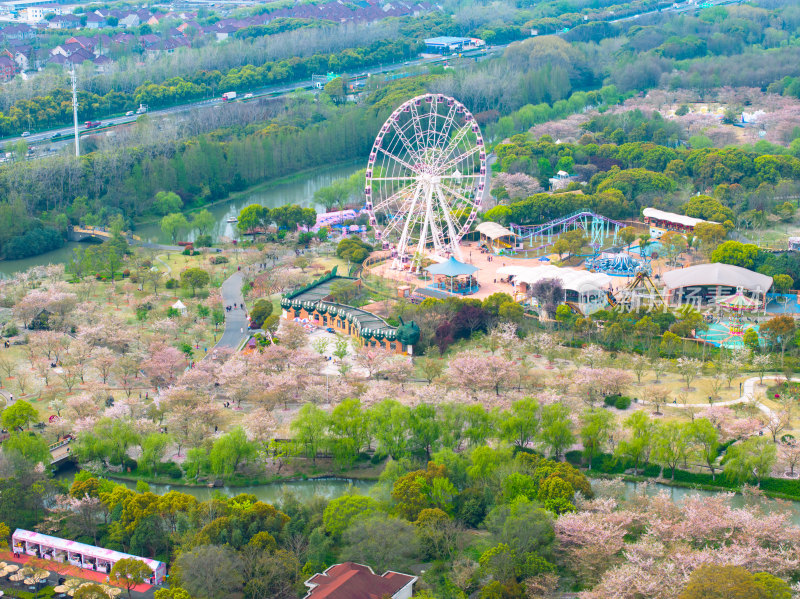 航拍上海宝山顾村公园樱花季樱花