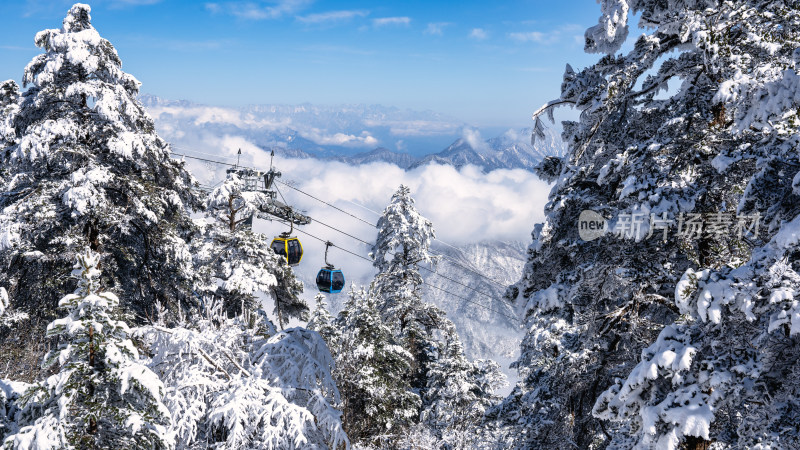 冬季成都西岭雪山的植被植物