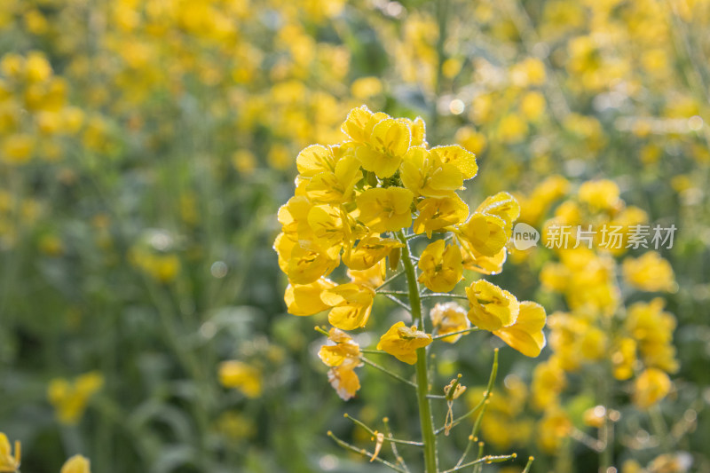 晴朗早晨带着露水油菜花特写