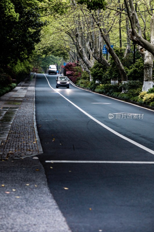 杭州西湖杨公堤林荫覆盖的城市道路