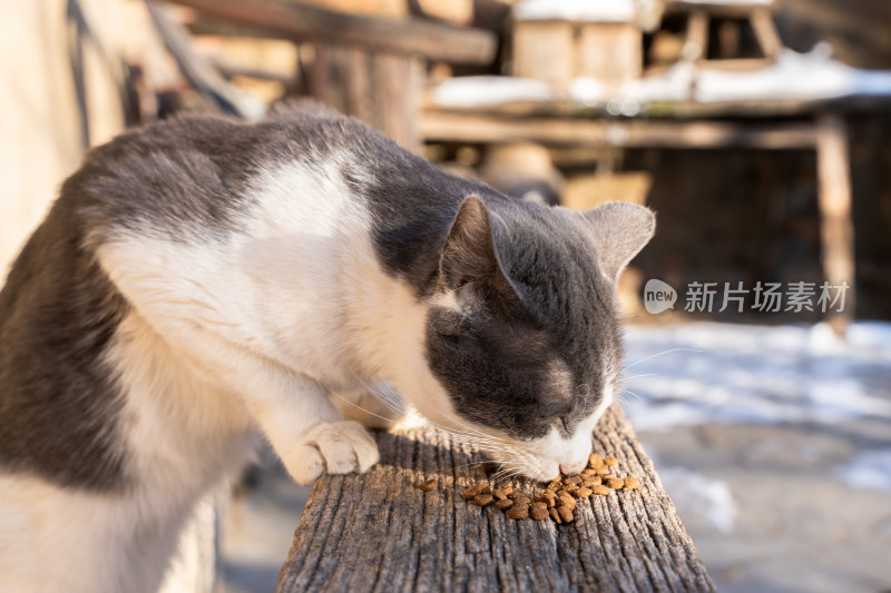 喂猫宠物猫吃猫粮奶牛猫