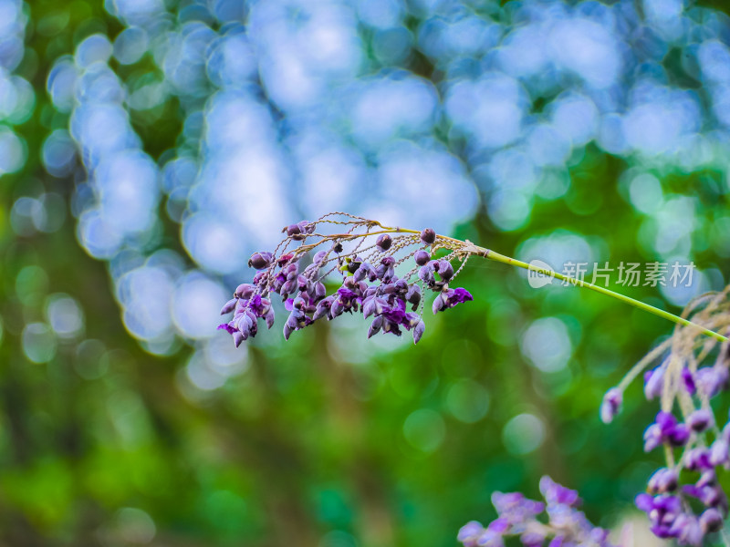 夏天里的紫色野花