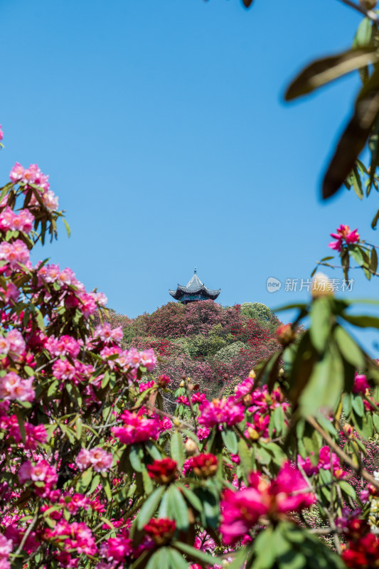 贵州百里杜鹃山间盛开的烂漫杜鹃花