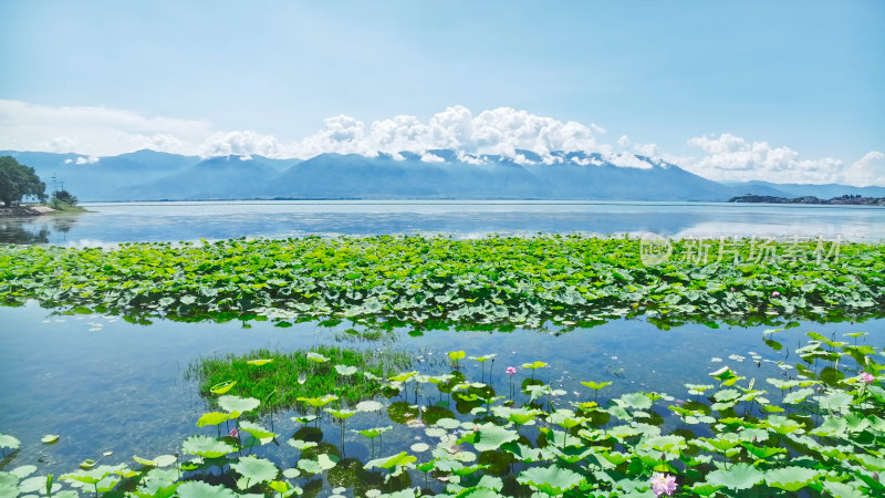 云南大理苍山洱海荷花