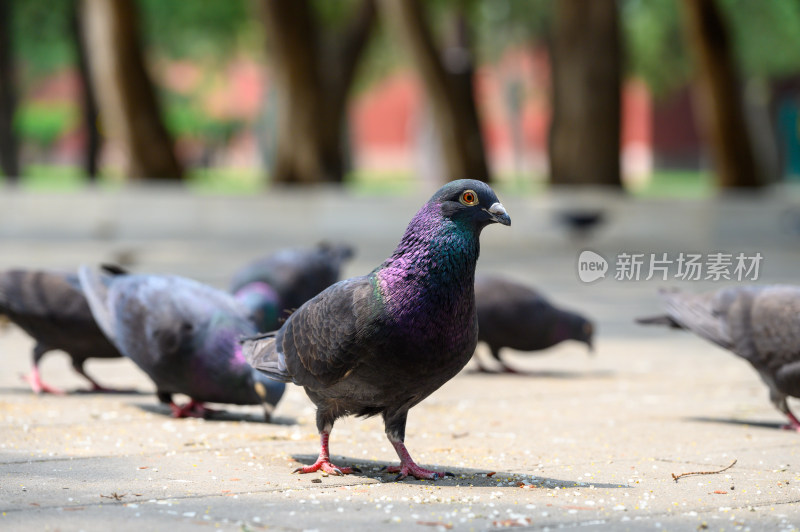 地坛公园的鸽子