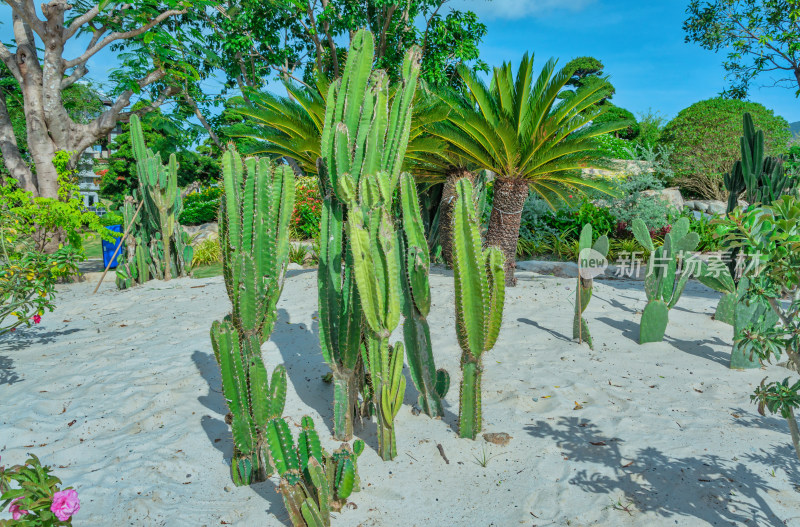 越南芽庄珍珠岛非洲仙人掌植物园