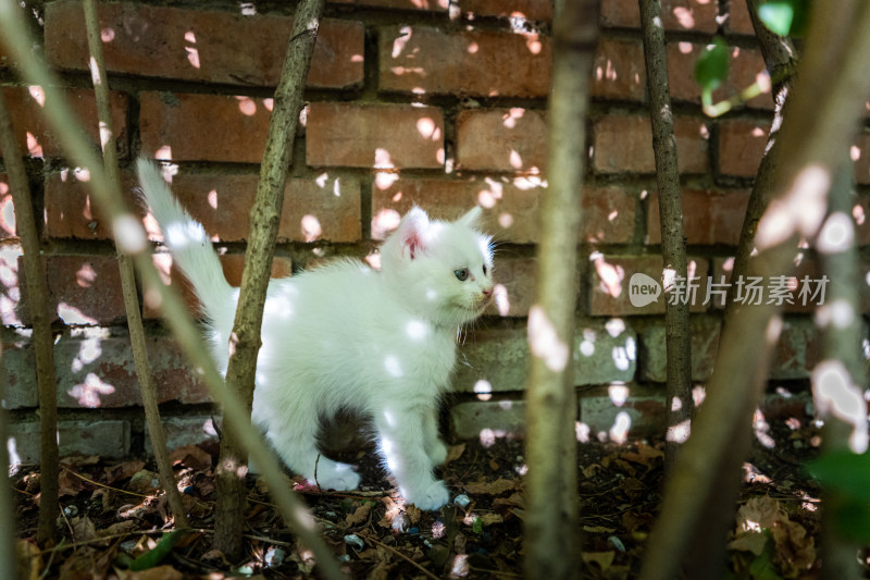 小白猫幼崽在小树林的特写镜头