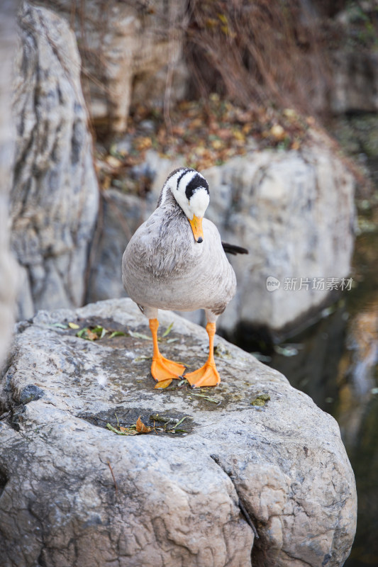 鸭子斑头雁在岸边岩石上梳理羽毛