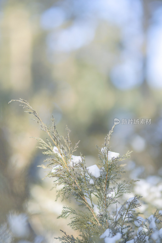 冬天白雪绿植温暖背景