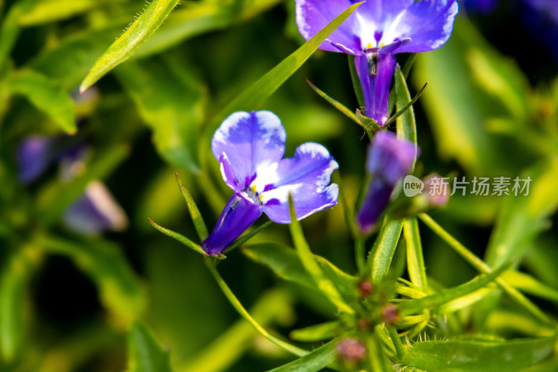 盛放的紫色花朵