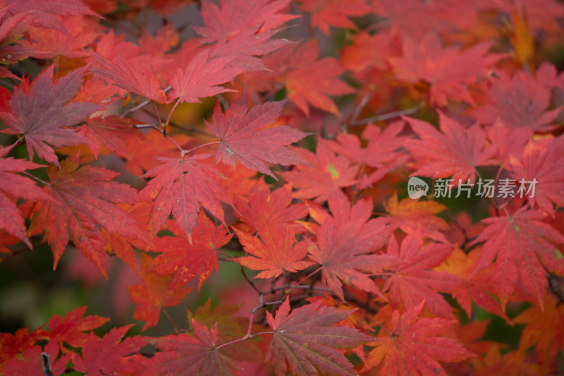 特写火红的枫叶美景