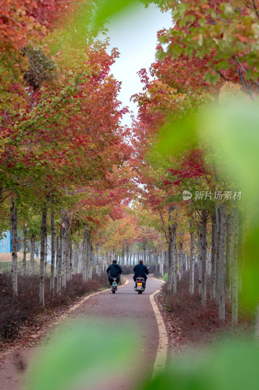 秋天红叶枫树林旅游拍照