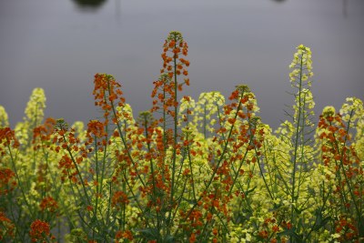 汉中皇塘的油菜花