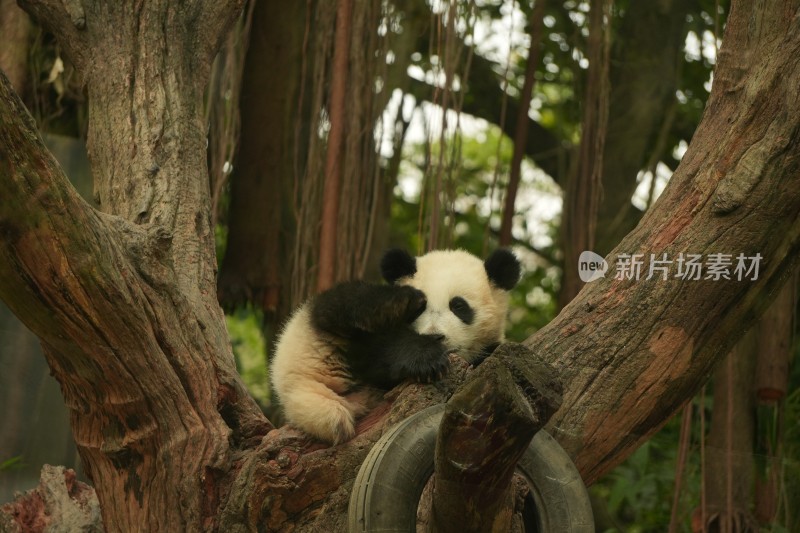 大熊猫幼崽在挂树上睡觉的可爱模样