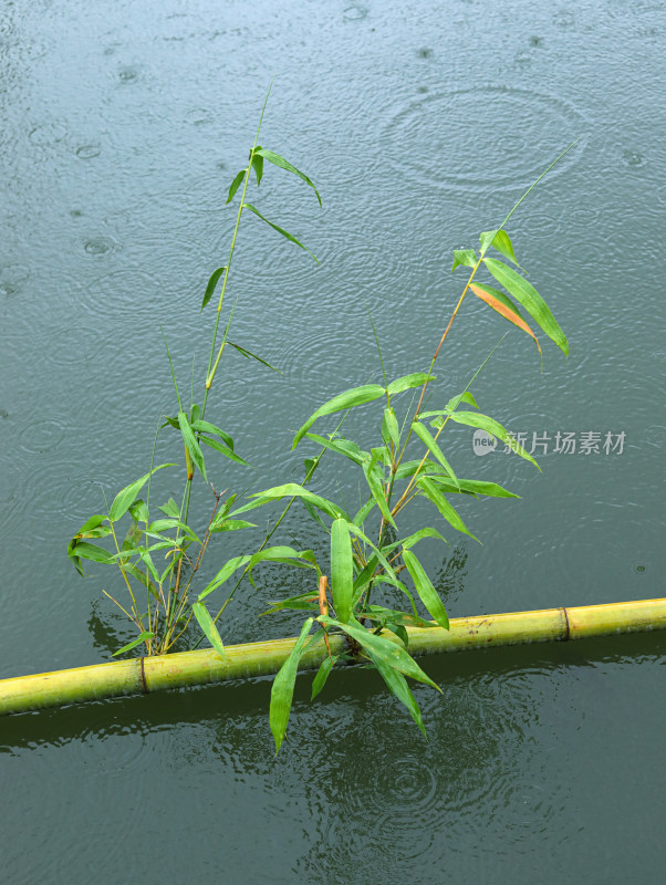 下雨天的湖面和湖面上的植物竹子