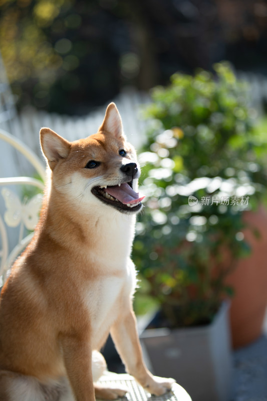 坐在白色椅子上的柴犬