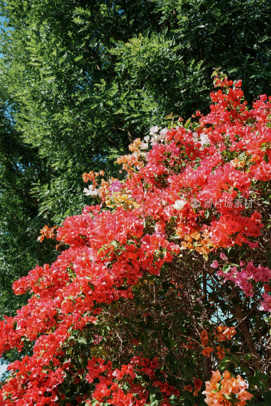 北京花乡公园三角梅