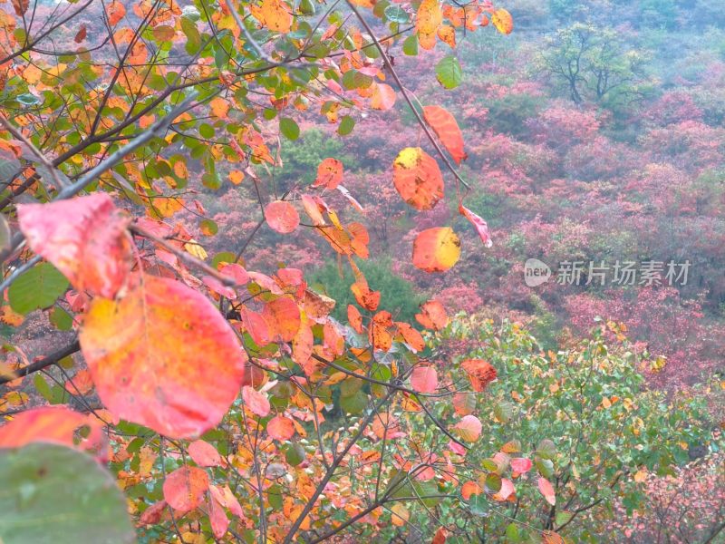 禹州红叶岭