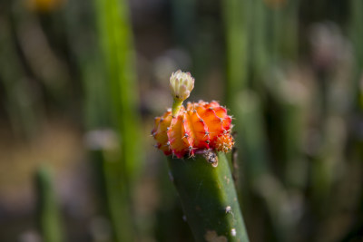 花花草草仙人植物