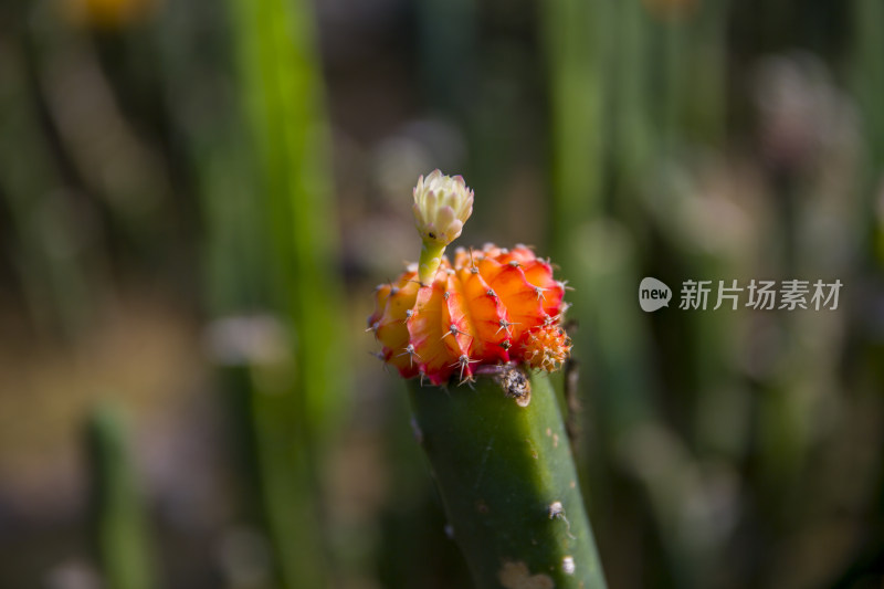 花花草草仙人植物