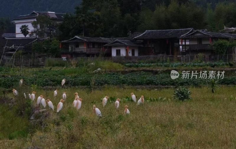 福建省泉州市德化县佛岭村乡村烟火气场景图