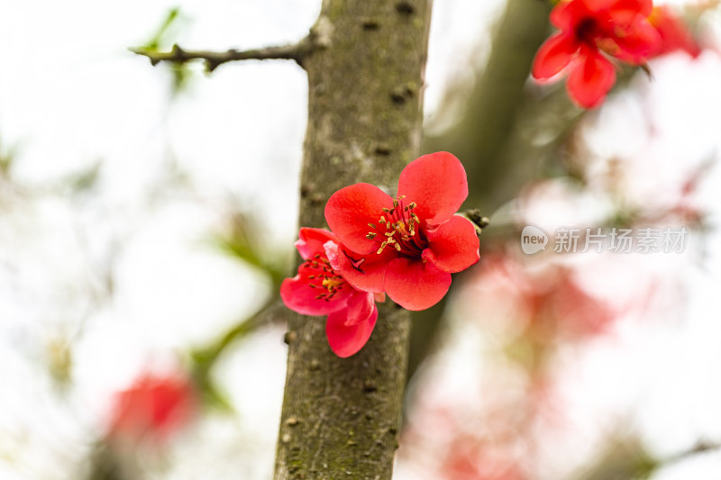 春天盛开的花朵