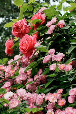 北京国家植物园蔷薇