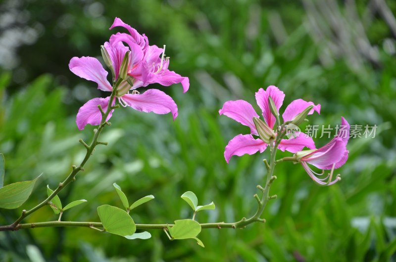 广东东莞：紫荆花开