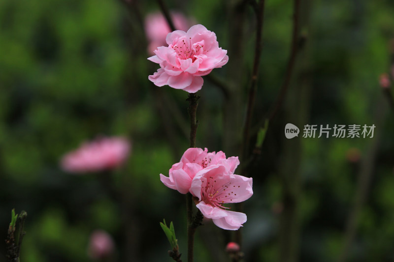 粉色桃花特写，展现花朵细节之美