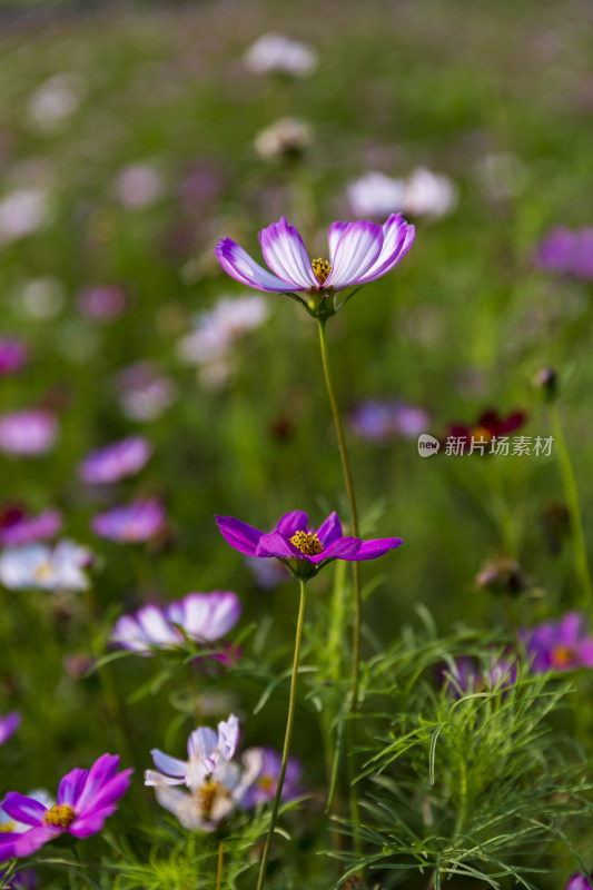 四季花卉盆景格桑花