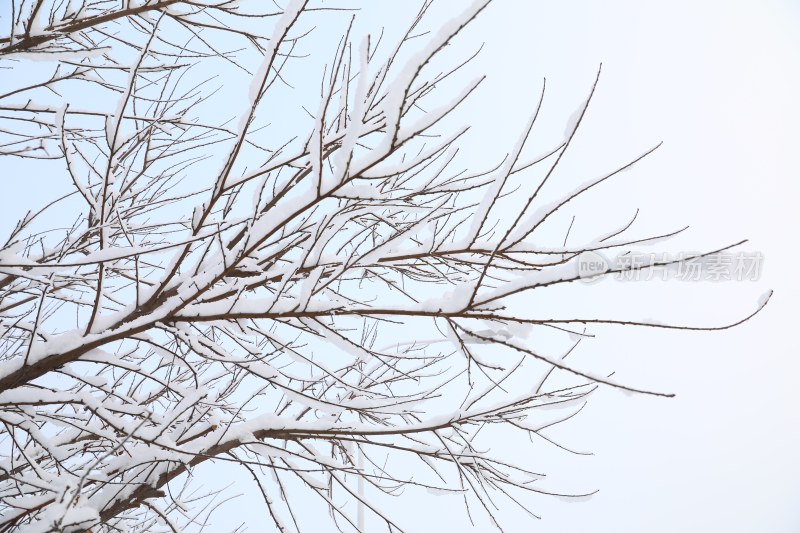 雪地里的树雪景