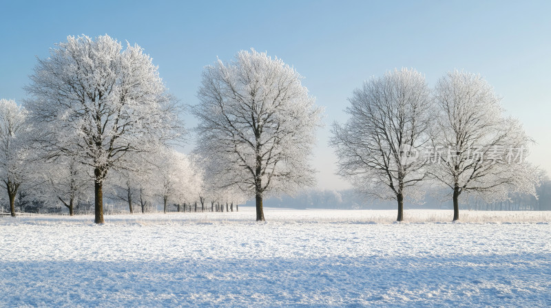 冬季雪地里的被冰雪覆盖的大树唯美雪景