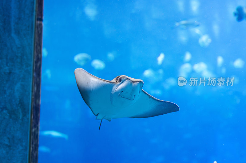 黄貂鱼游泳在水族馆水下照片