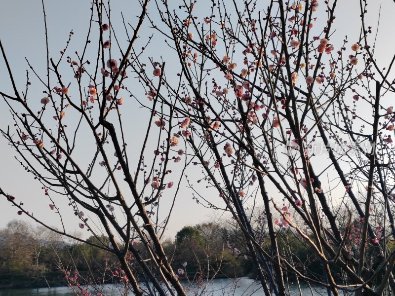 枝头梅花绽放，湖水映衬自然美景