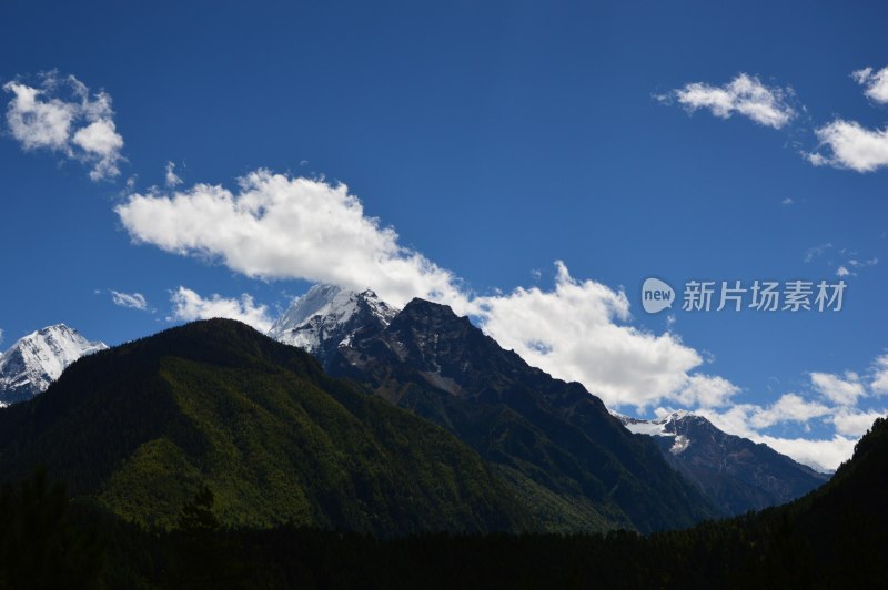 高原上的雪上绿树