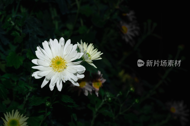 白色菊花特写展现清新自然之美