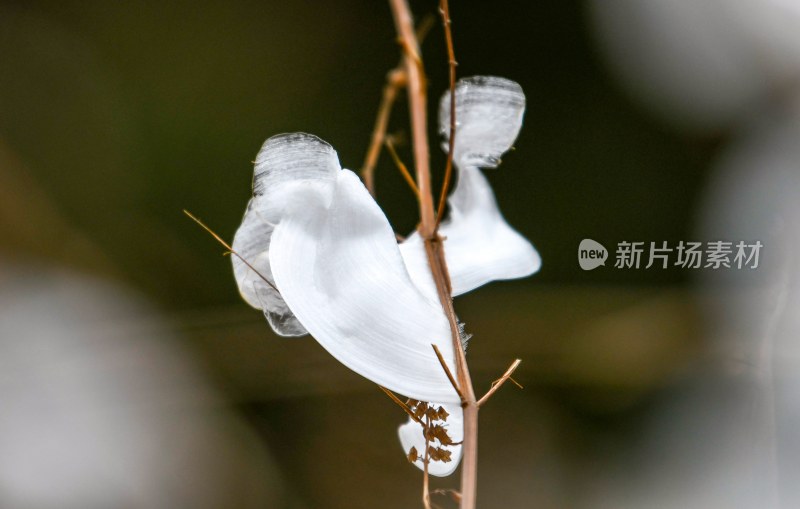 重庆酉阳：冻雨.冰花