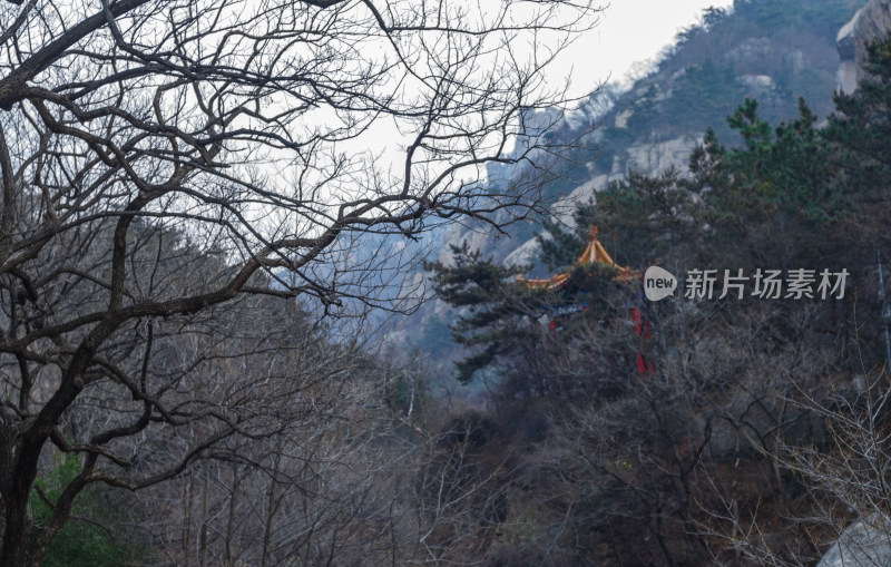 青岛崂山北九水，荒芜的山林