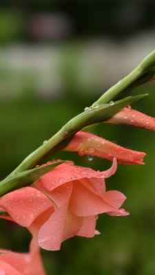 花朵水珠特写