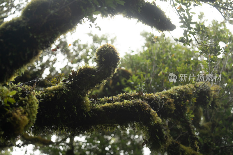 新西兰苍天大树和草地