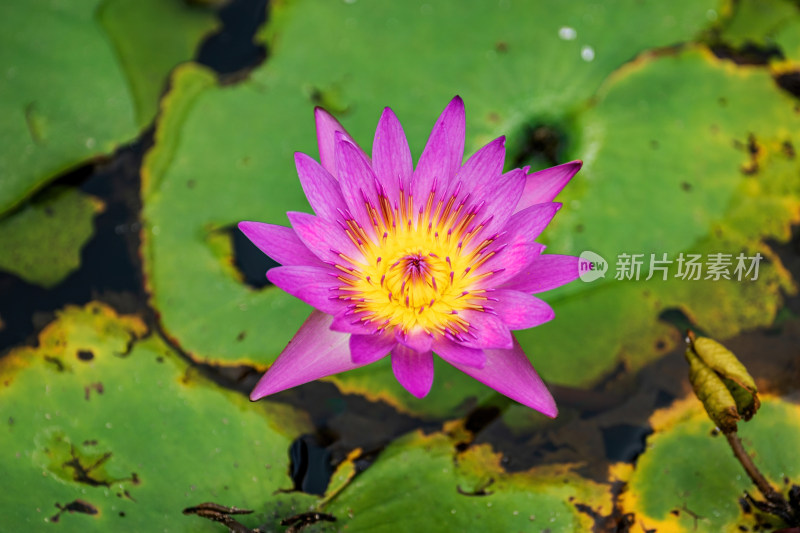 池塘里盛开的荷花特写