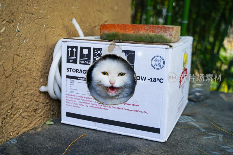 白猫流浪猫在纸盒猫窝中