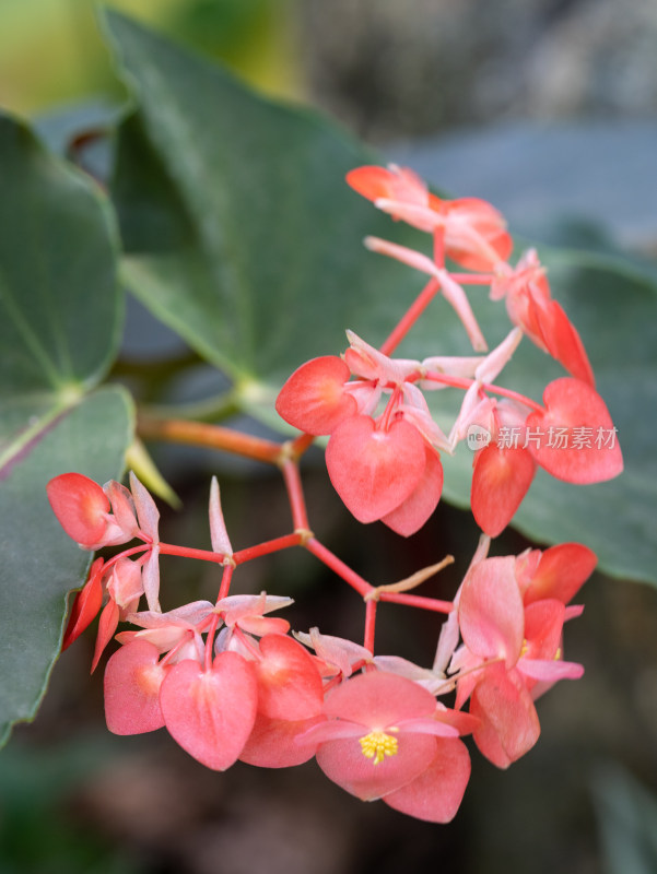 秋海棠开花特写