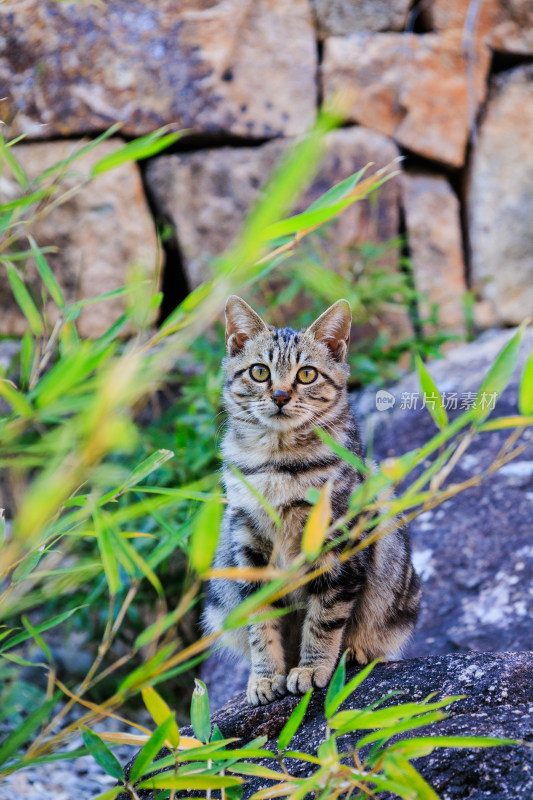 石头上坐着一只狸花猫