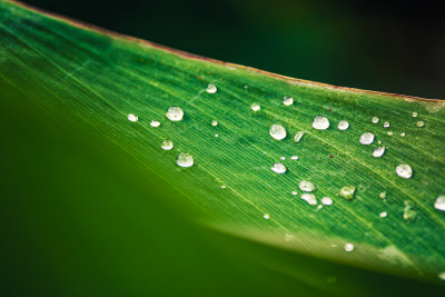 雨后绿叶上的水珠