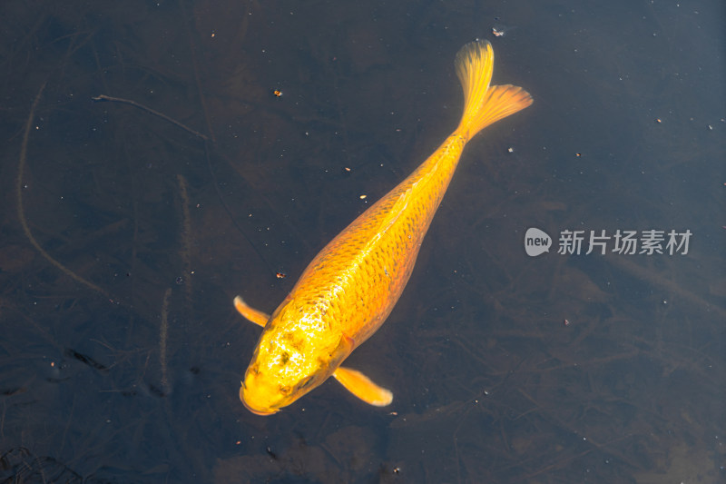 黄色的鲤鱼锦鲤在冰下水下