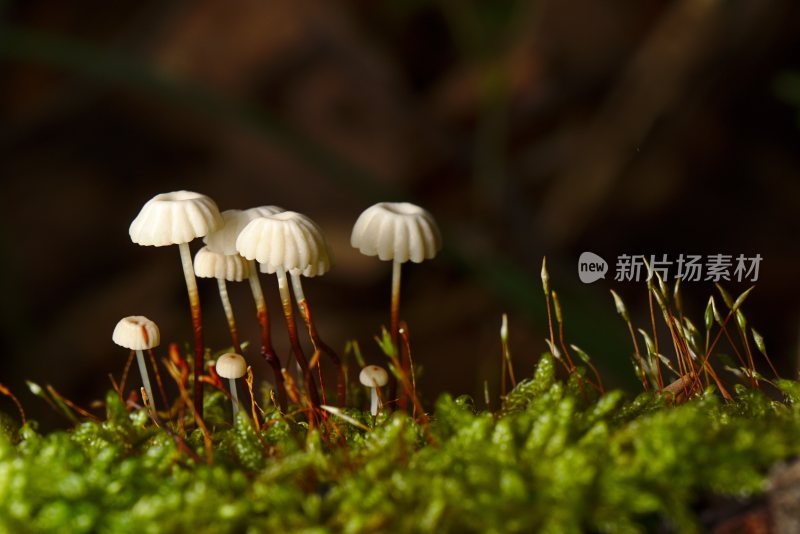 野生菌野生菌蘑菇生长环境菌类山菌