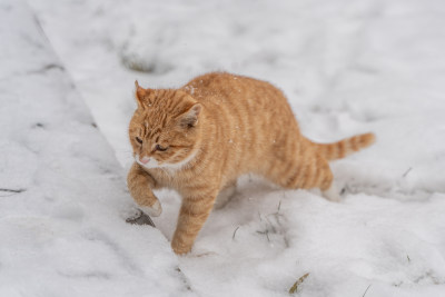 橘猫在雪地行走下雪天冬季